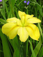 Iris louisiana yellow – Sárga írisz kerti tavi növény