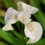 Iris pseudocorus Creme de la Creme - mocsári nőszirom kerti tavi növény