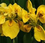 Iris pseudocorus flore pleno - mocsári nőszirom kerti tavi növény