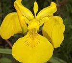 Iris pseudocorus - mocsári nőszirom kerti tavi növény