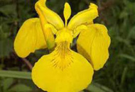 Iris pseudocorus - mocsári nőszirom kerti tavi növény