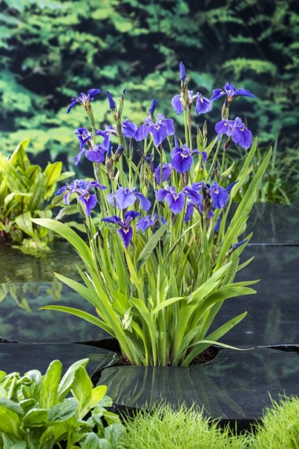 Iris setosa