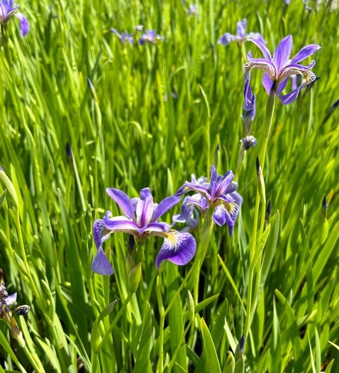 Iris_versiciolor_Blue_Light Iris versiciolor 'Blue Light'