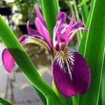 Iris versicolor Kermesina - mocsári írisz kerti tavi növény
