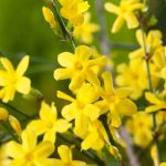 Jasminum nudiflorum Téli jázmin