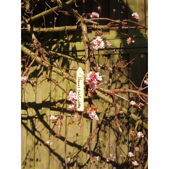 Jeltabla_fabol_sarga_szin_huzallal10cm15db-os_szett Jeltábla fából sárga szín huzallal