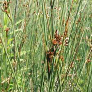 Juncus Inflexus deres szittyó - kerti tavi növény