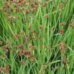 Juncus ensifolius - Kardlevelű vagy törpe szittyó - kerti tavi növény