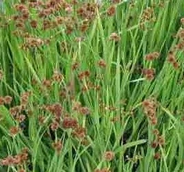 Juncus_ensifolius_Kardleveleu_vagy_Torpe_szittyo_kerti_tavi_noveny Juncus ensifolius - Kardlevelű vagy törpe szittyó - kerti tavi növény