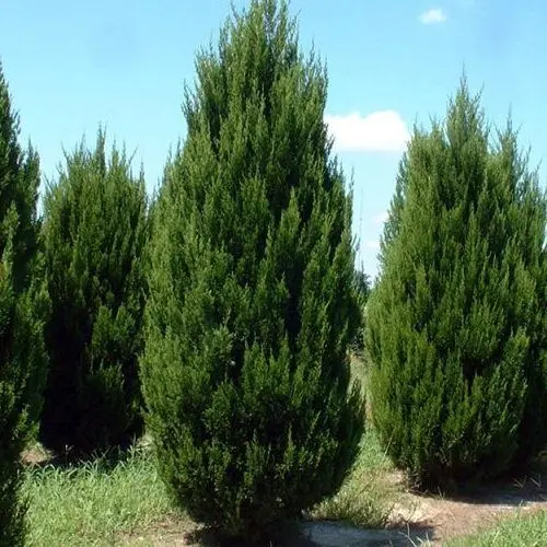 Juniperus_chinensis_Spartan Juniperus chinensis 'Spartan' -