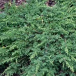 Juniperus communis 'Green Carpet' - Zöld kúszóboróka