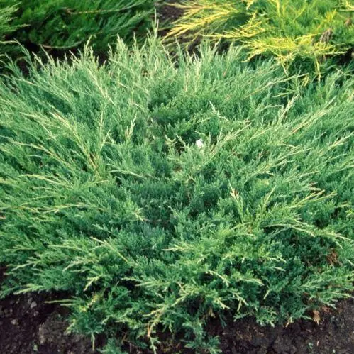 Juniperus_horizontalis_Andorra_Compact_-_Acelkek_levelu_henyeboroka Juniperus horizontalis 'Andorra Compact' - Acélkék levelű henyeboróka