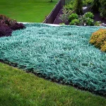 Juniperus horizontalis 'Blue Carpet'  -