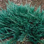 Juniperus horizontalis 'Blue Chip' - Kék levelű henyeboróka