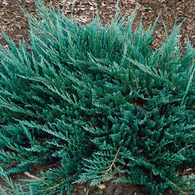 Juniperus_horizontalis_Blue_Chip_-_Kek_levelu_henyeboroka Juniperus horizontalis 'Blue Chip' - Kék levelű henyeboróka