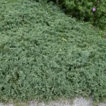 Juniperus horizontalis 'Glacier' - Ezüst levelű henye boróka