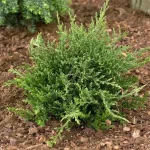 Juniperus horizontalis 'Prince of Wales' - Zöld terülő henyeboróka