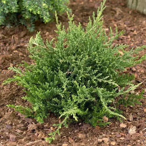 Juniperus horizontalis 'Prince of Wales' - Zöld terülő henyeboróka