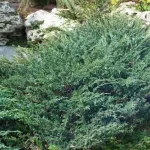 Juniperus horizontalis 'Wiltonii' - Kékes