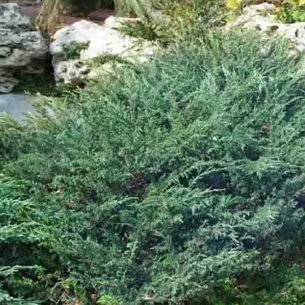 Juniperus horizontalis 'Wiltonii' - Kékes