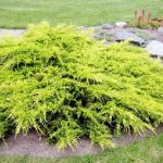 Juniperus × pfitzeriana'Pfitzeriana Aurea' - Sárgás levelű kúszóboróka