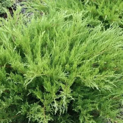 Juniperus × pfitzeriana 'Mint Julep' - Zöld levelű kúszóboróka