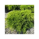 Juniperus × pfitzeriana 'Old Gold' - Sárga levelű kúszóboróka