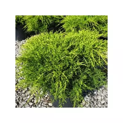 Juniperus × pfitzeriana 'Old Gold' - Sárga levelű kúszóboróka