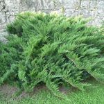 Juniperus sabina 'Blau Donau' - Nehézszagú boróka