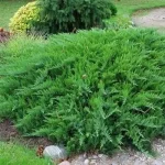 Juniperus sabina 'Rockery Gem' - Zöld levelű nehézszagú boróka