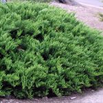 Juniperus sabina 'Tamariscifolia' - Zöld levelű nehézszagú kúszóboróka
