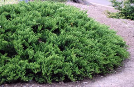Juniperus sabina 'Tamariscifolia' - Zöld levelű nehézszagú kúszóboróka