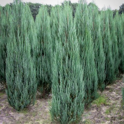 Juniperus scopulorum 'Blue Arrow' - Kék