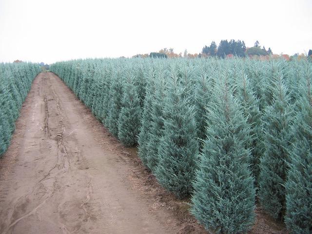 Juniperus_scopulorum_Moonglow Juniperus scopulorum 'Moonglow' -