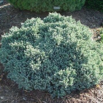 Juniperus squamata 'Blue Star' - Kék levelű törpe kúszóboróka