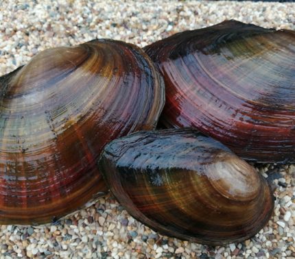 Tavi kagyló - Anodonta cygnea - kerti tavi kagyló