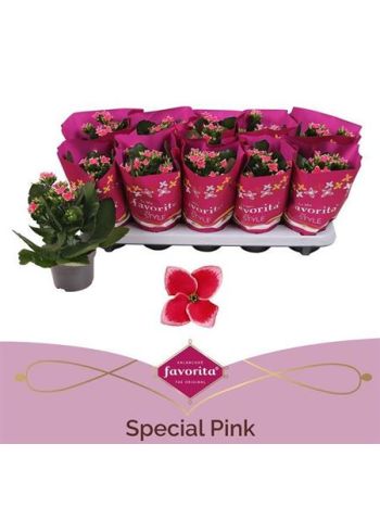 Kalanchoe BL SZIMPLA SPECIAL PINK