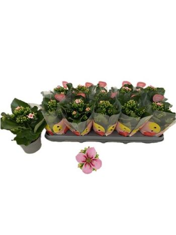 Kalanchoe EN E FLOW BAILEY