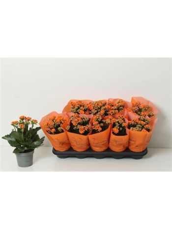 Kalanchoe GE BRIDGET