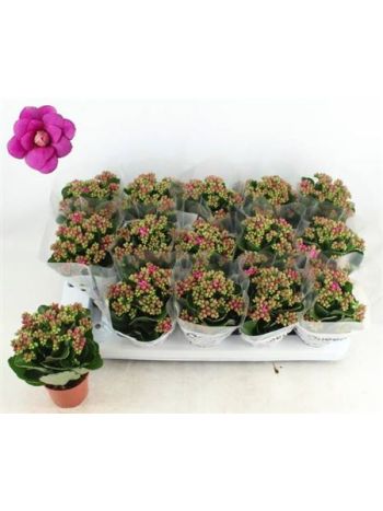 Kalanchoe GE MF AUGUSTA