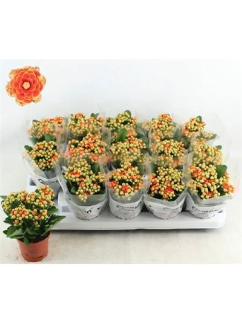 Kalanchoe GE MF GENEVA