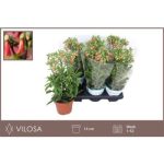 Kalanchoe HG LUCKY BELLS