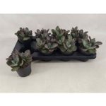 Kalanchoe H SURPRIS DESERT