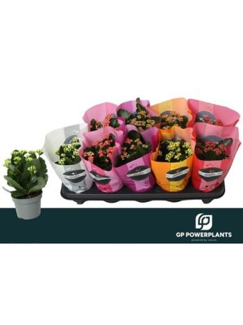 Kalanchoe ROSALIE GODDIE