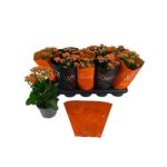Kalanchoe ROSALIE NARANCS TI SENTO