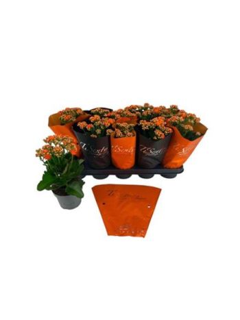 Kalanchoe ROSALIE NARANCS TI SENTO
