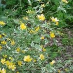 Kerria japonica 'Aureovariegata' -