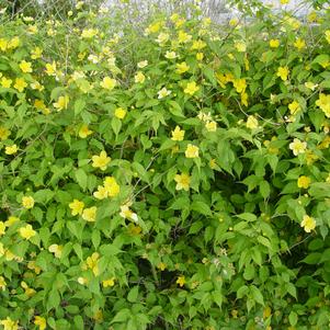 Kerria_japonica_Golden_Guinea_-_Szimpla_viragu_boglarkacserje Kerria japonica 'Golden Guinea' - Szimpla virágú boglárkacserje