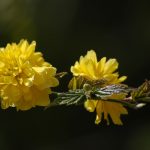 Kerria japonica 'Pleniflora' -