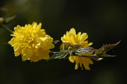 Kerria japonica 'Pleniflora' -